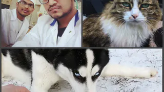 Инстаграм рязанцев: микробиология, хаски и Софья-путешественница