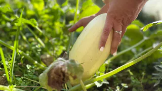 Собираю кабачки на месяц раньше — просто высаживаю их в «умные» органические ящики