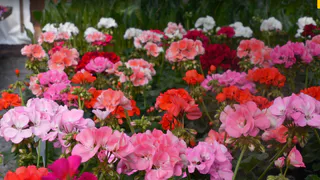 5 горошин в горшок — и герань ринется в рост: выпускает бутоны и днем, и ночью