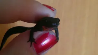 "Pro Город Рязань" разыгрывает тритона