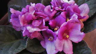 Почему никогда нельзя принимать в дар даже единственный листочек фиалки: беда придет в дом через неделю - не повторяйте моих ошибок