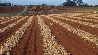 Правильная подготовка лука к посадке: секреты успешного роста