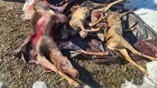 Двое брянцев отстрелили оленя и пять косуль