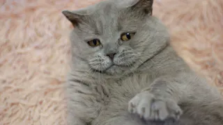 Дай лапку: пушистые четвероногие из приюта в поисках хозяев