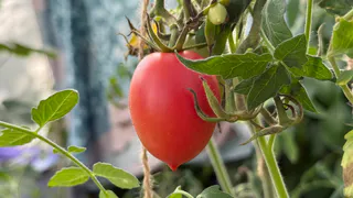 Чуть без рассады не осталась: 3 дела после всходов рассада томатов не переносит - жаль, что узнала об этом в 40 лет