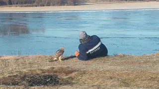 Я потерялся: в Рязани ручной ястреб улетел во время прогулки с хозяином