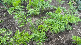 С 21 июля подкормка моркови — первым делом: размешиваем 100 г продукта в воде — больше кривых корнеплодов и трещин не будет