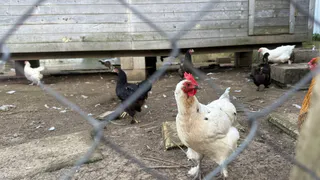 Переехала в деревню, но не завожу животных — и вот почему. Это не лень, а трезвый расчёт для новичка
