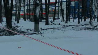 В Центральном парке Владимира срубают деревья, пораженные вредителем