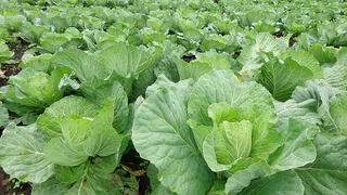 Капуста взорвётся от сока или тайный удар по вялым кочанам: теперь даже сосед будет шпионить за вашими грядками