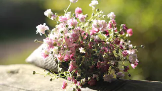 Нашла эффектный многолетник, который будет радовать цветами до осени: пышное воздушное "облако", минимум ухода