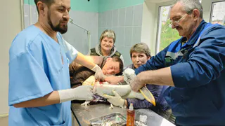 Пензенские травматологи провели операцию пеликану