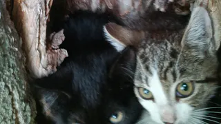 На улице Белякова в Рязани волонтёры РязГМУ спасли котят из дупла