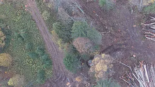 Незаконную рубку леса выявили в Удмуртии с помощью беспилотника