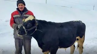 В Татарстане закрывают въезд для скота: чем вызваны новые ограничения и кто под ударом
