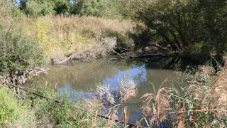 Много мусора и травы: в Рязани очистят ручей Быстрец