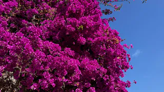 Цветы-спартанцы: что посадить, если на участке только камни и глина