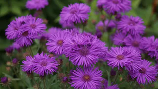 Чемпион среди многолетников - пышное лиловое облако цветет до морозов: пахнет как сочный парфюм