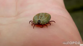 Клещи ненавидят этот запах: стоит копейки, а защищает намного лучше магазинного аэрозоля