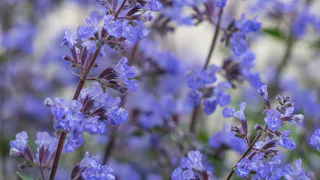 Чудесный многолетник - чемпион постоянного цветения: душистые кусты по два метра в диаметре, уход почти не требуется - радует до заморозков