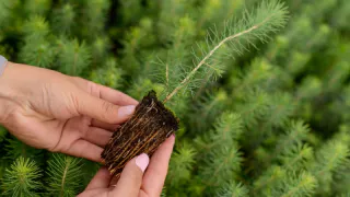 Сыктывкарскому ЛПК – 55 лет