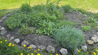 Сорняки падают замертво: всего 1 стакан на ведро воды — и ваш огород засияет как райский сад