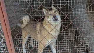 У рязанской "Лайки" появились новые вольеры