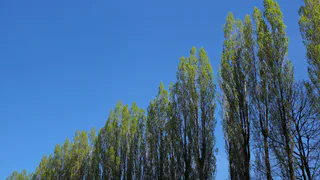 Штормовой ветер в Коми повалил тополь на дом, где были люди