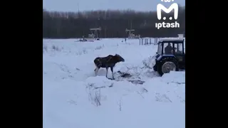 В Нурлатском районе спасли лося, застрявшего в сугробе