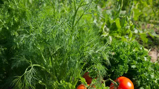 Чтобы быстро взошёл: простой трюк с укропом для быстрого развития семян