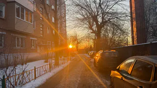 В Ряжске пенсионерка пришла в гости к соседке и украла пальму