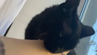 5 ошибок хозяина, которые сокращают жизнь кошке: зоопсихологи назвали что вы делаете не так 