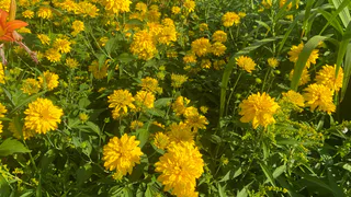 Погода в Коми 18 августа: где-то нужно ждать дожди, а где-то будет сухо