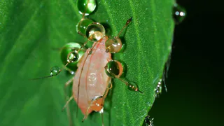 Опрыскала смородину и обомлела — тлю «сшибает» моментально — мощнее способа еще не придумали