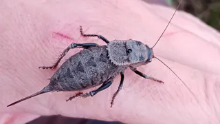 В Сердобском районе обнаружены уникальная птица и редкое насекомое
