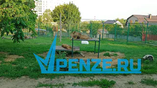 В Пензе пройдет «Ночь в зоопарке»