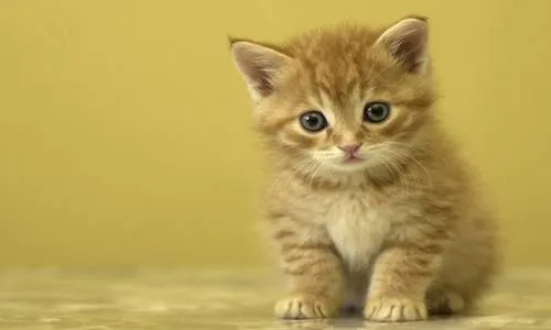 Ну и ну: котенок добрался из Египта в Британию