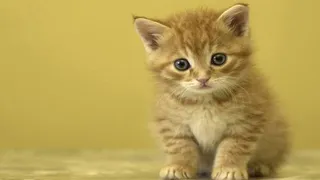 Ну и ну: котенок добрался из Египта в Британию