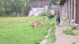 Осторожно - в городе обнаружены случаи отравления собак