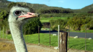 Как страус Нижнекамск прославил