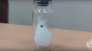 5 клещей, снятых с жителей Владимира, оказались переносчиками боррелиоза