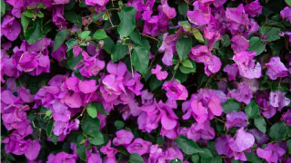 Одна чайная ложка спасла любимую герань: желтели и опадали листья – это чудо удобрение дало вторую жизнь