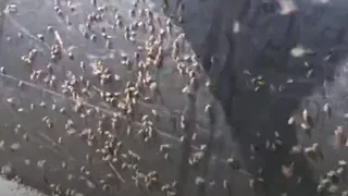 Жителям Рязани рассказали об опасных вирусах, которые передают мошки