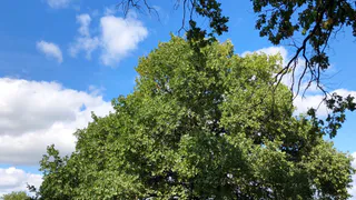 Волонтеры обнаружили труп 66-летнего пропавшего пензенца