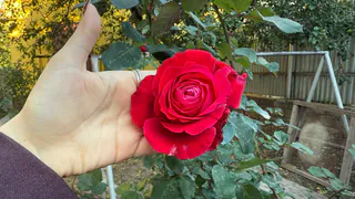 Аптечный порошок за 23 рубля спас розарий: бутоны идут волнами каждые 10–14 дней