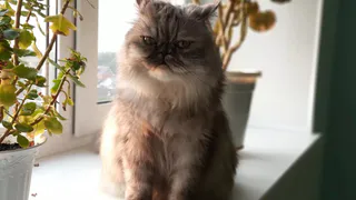 Ловушка для шерсти с одежды: три простых совета во время стирки