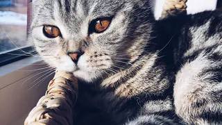 Голосование продолжается! Конкурс "Горячие пушистики лета"  - проголосуй за самого милого!