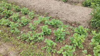 Сорняки мигом завянут: развожу 1 стакан на ведро и поливаю вечером - на утро огород будет чист