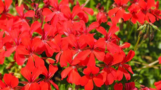 Крошу в горшок и герань пустится в рост: листва не желтеет и бутоны лезут даже на молодых черенках