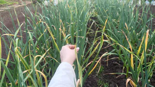 Увидела желтые перья у чеснока и лука — обрадовалась: не упускаю момент — и головки вырастают особо крупными